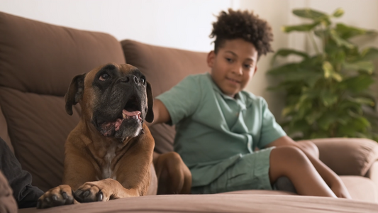The Everyday Bond: How Simple Pet Routines Build a Happier Life Together