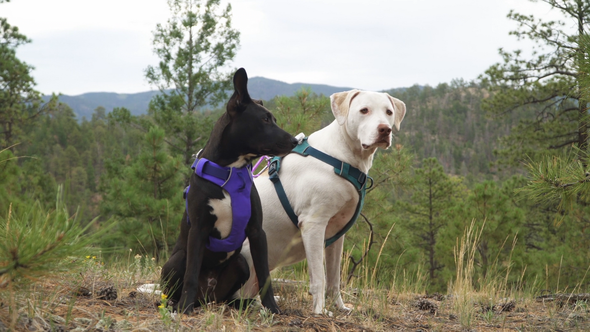 Collars & Harnesses
