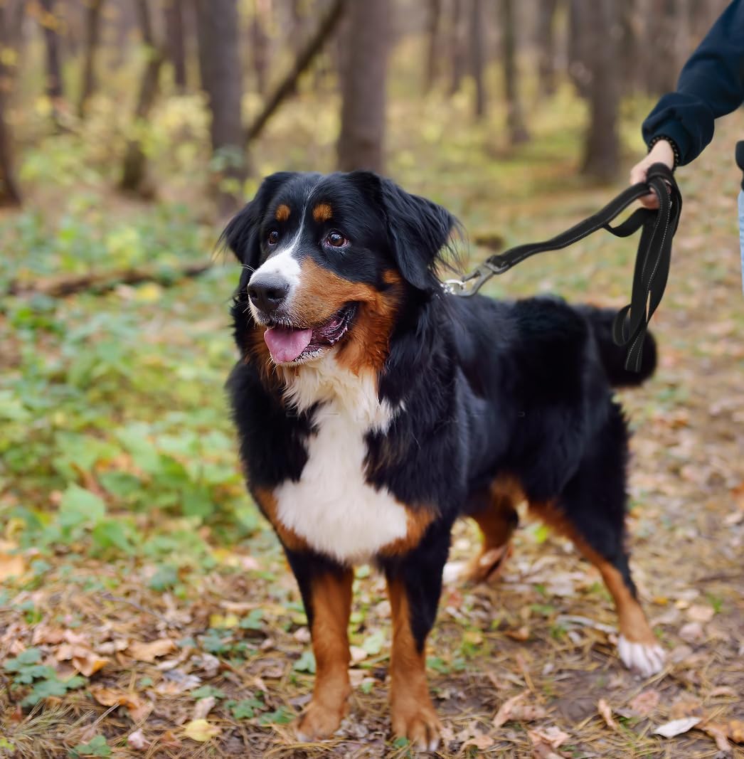 Reflective Dual Handle Dog Leash for Walking Control