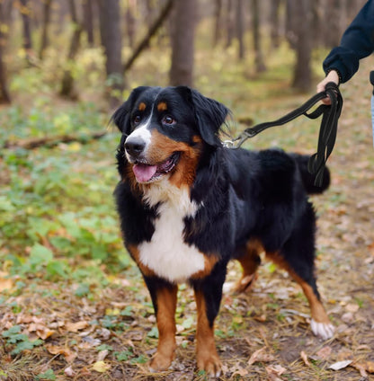 Reflective Dual Handle Dog Leash for Walking Control