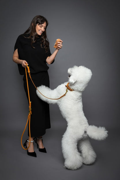 Hands Free Leather Dog Leash for Walking & Training