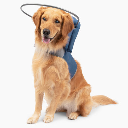 Blind Dog Halo Harness for Safe Walking Support