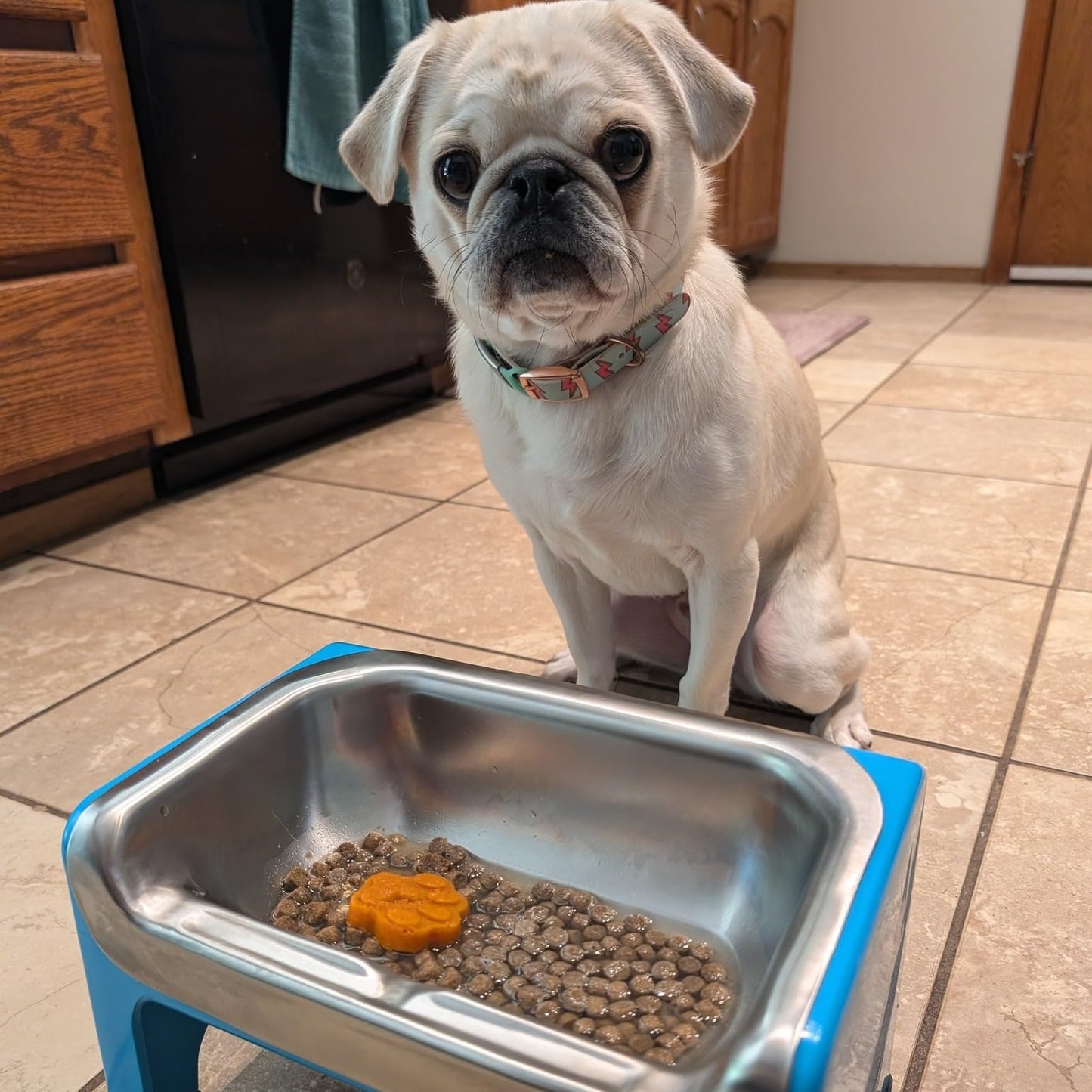 Elevated Stainless Steel Dog Bowl Set with Stand
