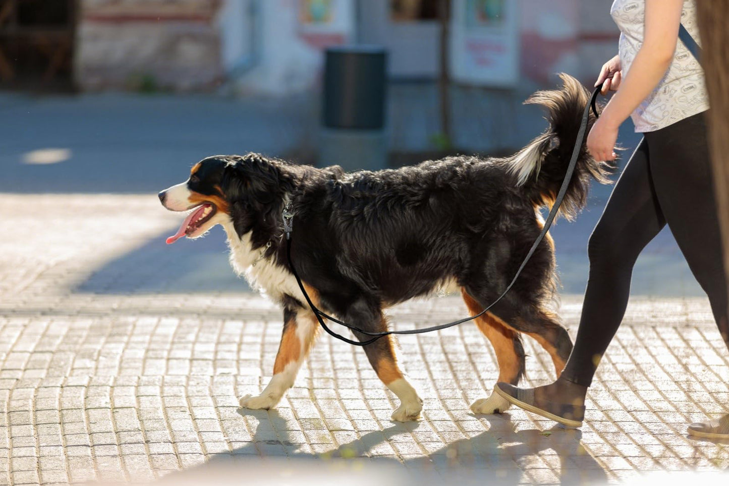 Reflective Dual Handle Dog Leash for Walking Control