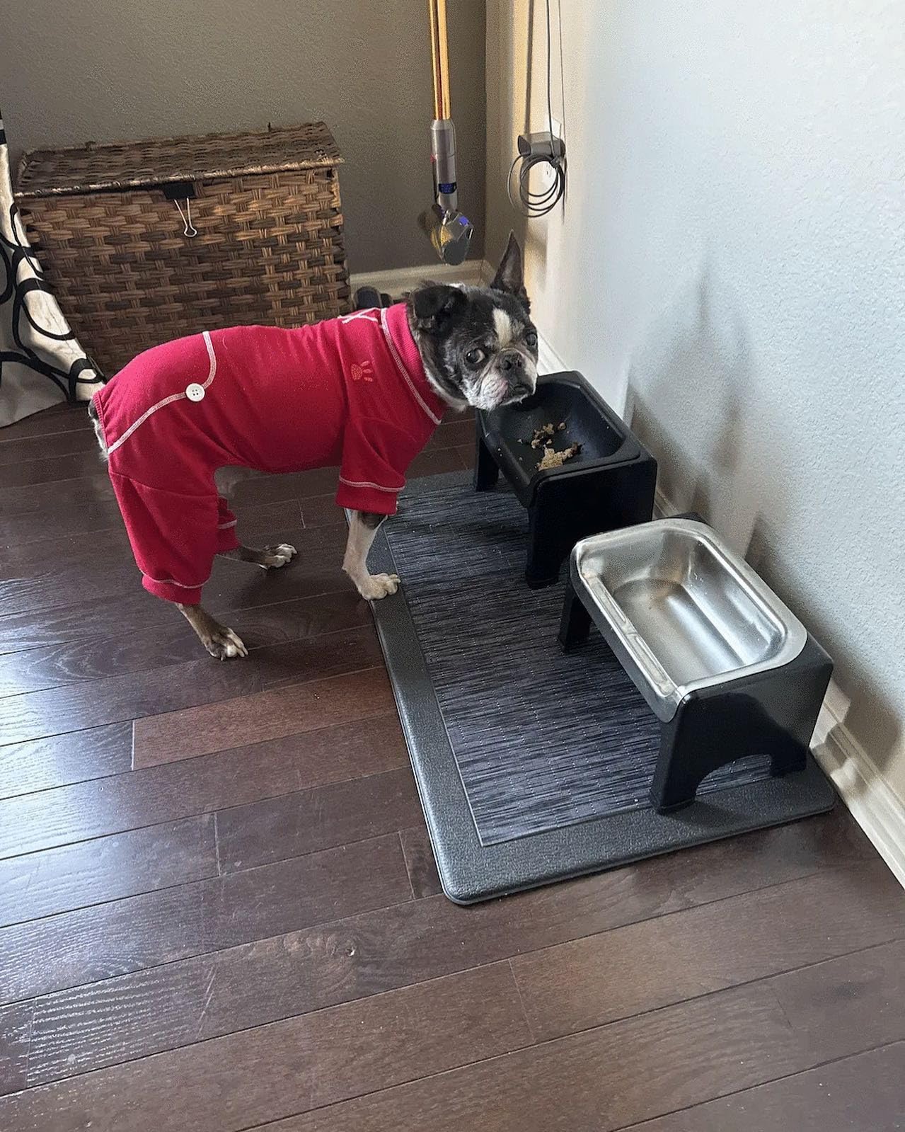 Elevated Stainless Steel Dog Bowl Set with Stand