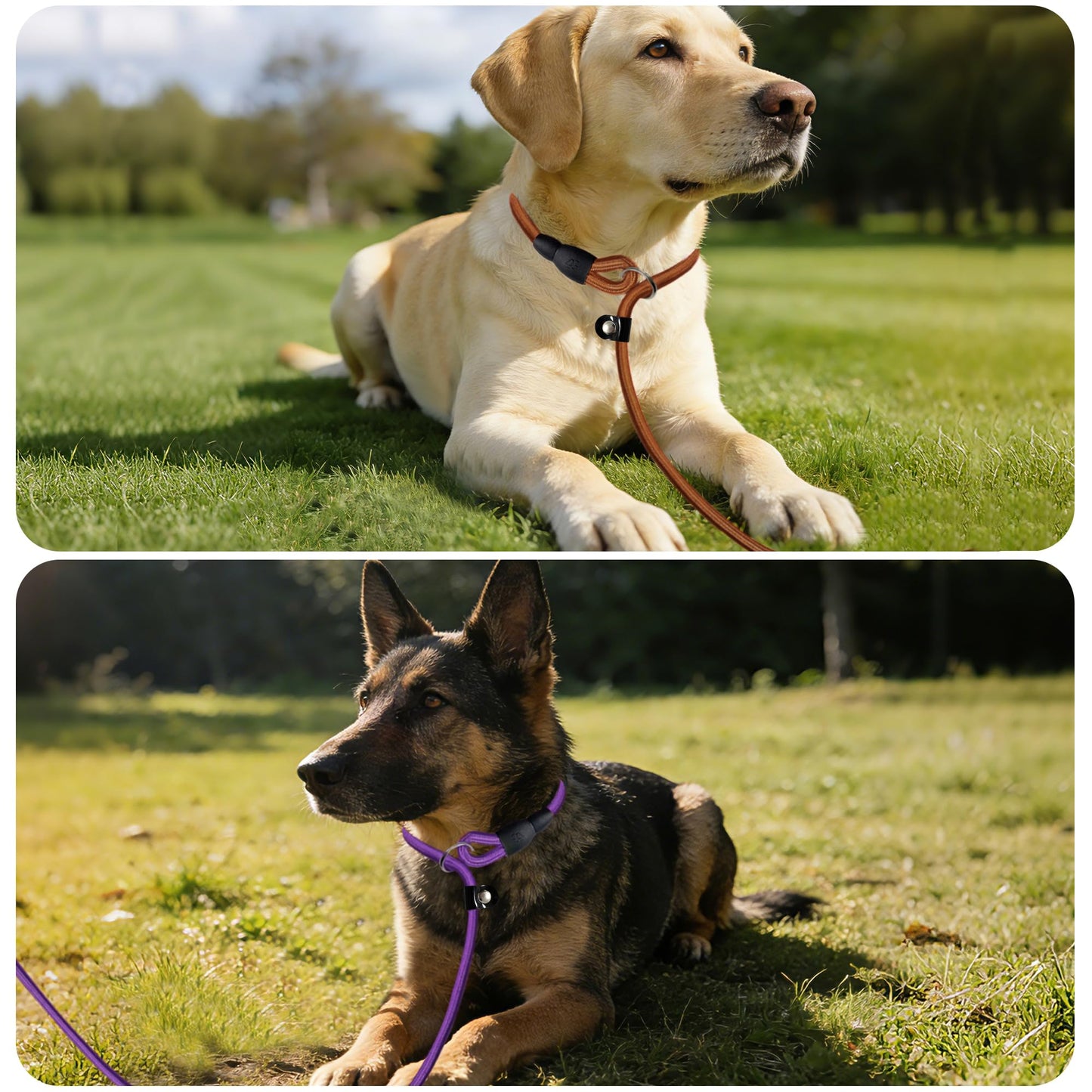 FOVRLZSE Bulk Nylon Dog Slip Leashes